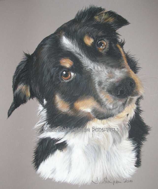Border Collie pet portrait by Joanne Simpson